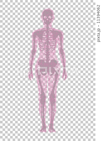 人体骨格 11394062