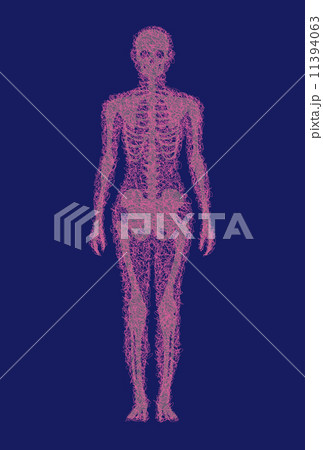 人体骨格 11394063