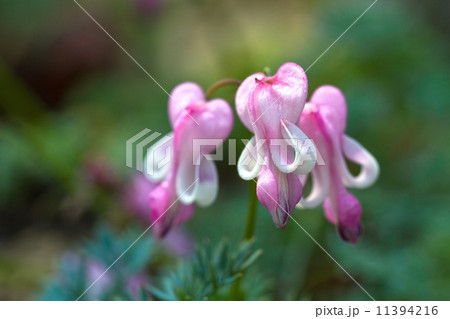 高山植物の女王コマクサ 高山植物の女王コマクサ 11394216