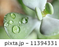 多肉植物　 11394331