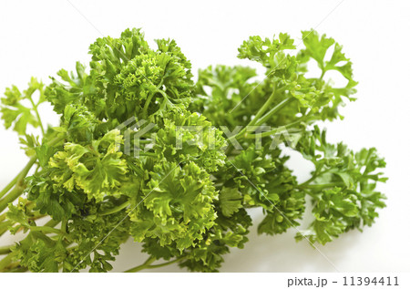 Coriander Leaves 11394411