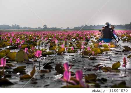 Boat on the lake vast red lotus. Boat on the lake vast red lotus. 11394870
