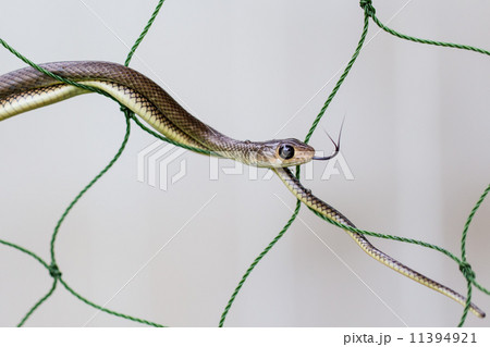 Green snake from Thailand 11394921