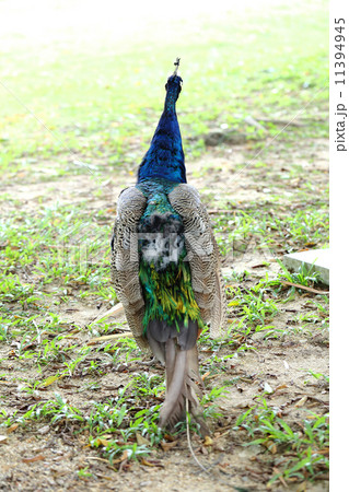 Peacock in the garden Peacock in the garden 11394945