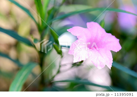 nature of pink hibiscus flower nature of pink hibiscus flower 11395091