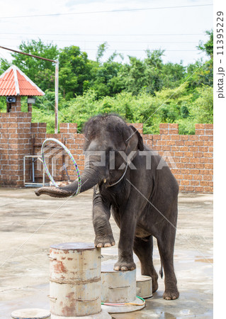 The young elephant is in the circus - thailand The young elephant is in the circus - thailand 11395229