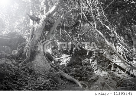 Spooky trees in forest 11395245