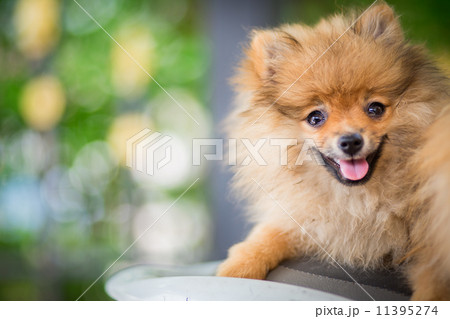 A puppy of a Pomeranian A puppy of a Pomeranian 11395274