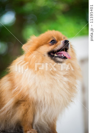 A puppy of a Pomeranian A puppy of a Pomeranian 11395401