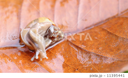 Snail crawling on a leaf Snail crawling on a leaf 11395441