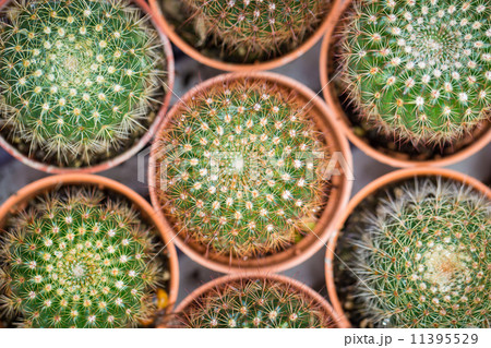 cactus close up cactus close up 11395529