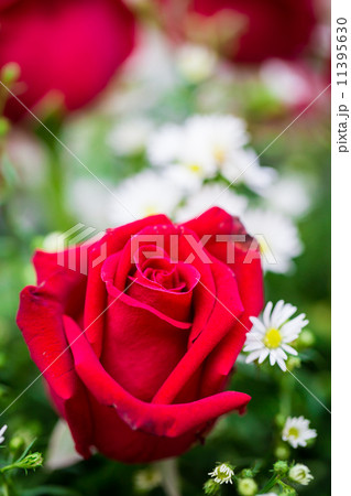 Colorful decoration rose flower (vintage) Colorful decoration rose flower (vintage) 11395630