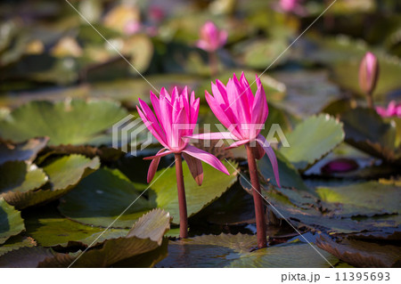 Red Lotus vast lake Red Lotus vast lake 11395693