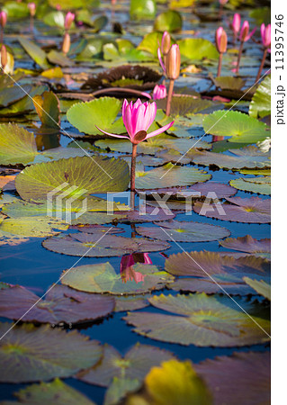 Red Lotus vast lake Red Lotus vast lake 11395746