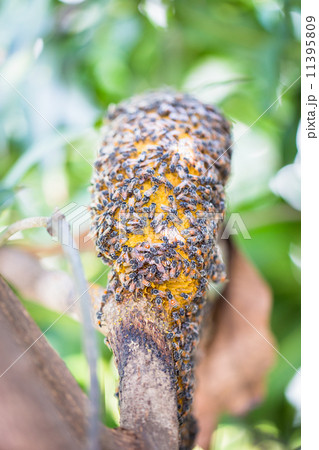 Many bees to a hive of bees 11395809