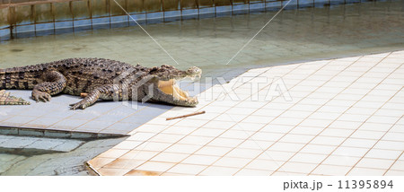 crocodile 11395894