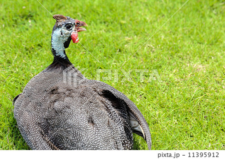 Guinea fowl Guinea fowl 11395912