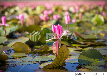 Red Lotus vast lake Red Lotus vast lake 11395964
