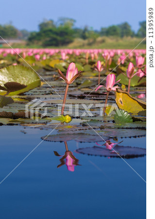 Red Lotus vast lake Red Lotus vast lake 11395989