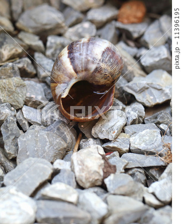 Shells on the rock 11396195
