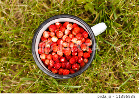 wild strawberries 11396938
