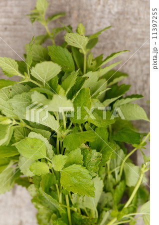 Fresh mint.. 11397255