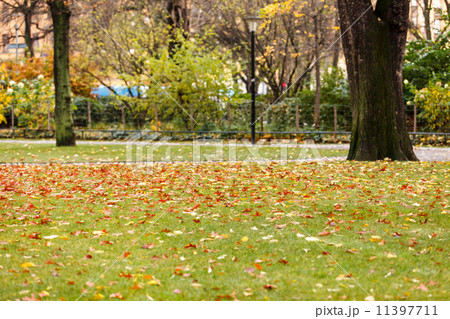 autumn park 11397711