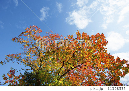 ナンキンハゼの紅葉 11398535