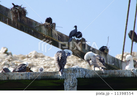 ペルー　バジェスタス島 11398554
