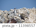 ペルー　バジェスタス島　ペンギン 11398557