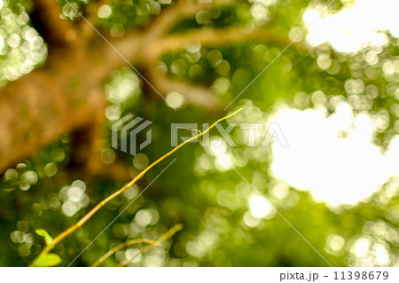 Dragonfly holding branch of tree 11398679