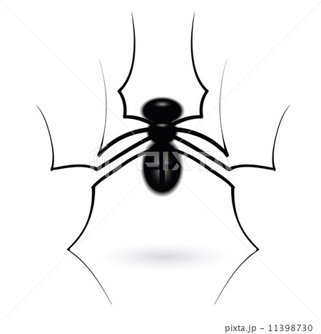 spider spider 11398730