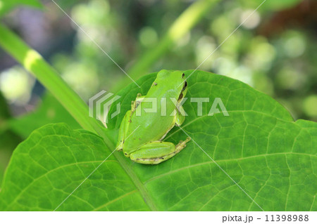 アジサイの葉に乗るアマガエル 11398988