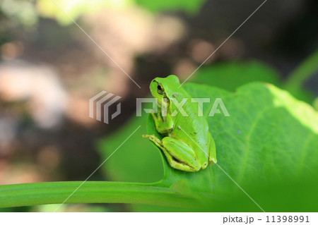 アジサイの葉に乗るアマガエル 11398991