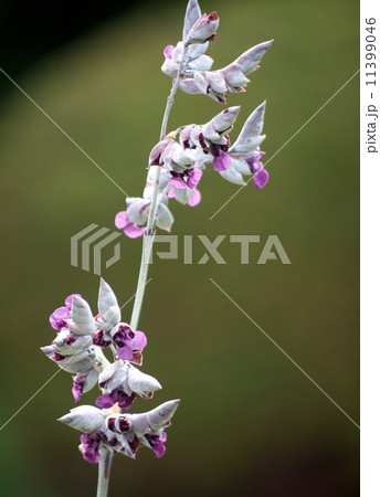 ミズカンナ 11399046