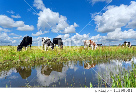 cows on pasture by river over blue sky cows on pasture by river over blue sky 11399081