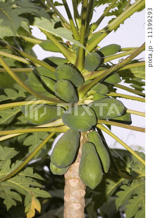 Green Papaya Green Papaya 11399293