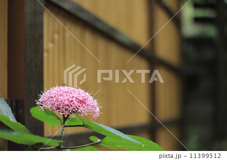 ボタンクサギ 11399512