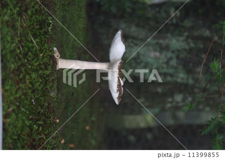 キノコ キノコ 11399855