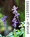 ブルーサルビア 11399895