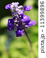 ブルーサルビア 11399896
