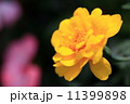マリーゴールド 11399898