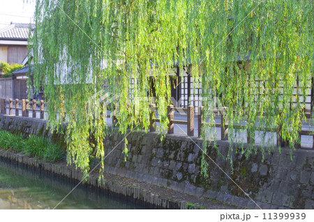 柳の河畔 11399939