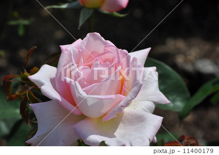 いっぱいに開いたコンフィダンス 11400179