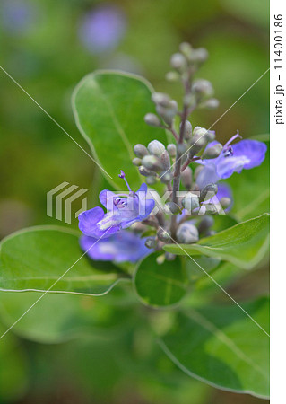 ハマゴウ ハマゴウ 11400186