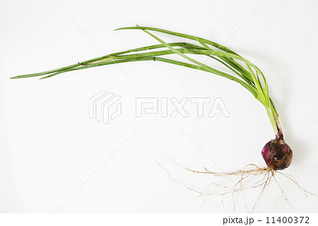 Onion with Roots Onion with Roots 11400372