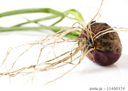 Onion 11400374