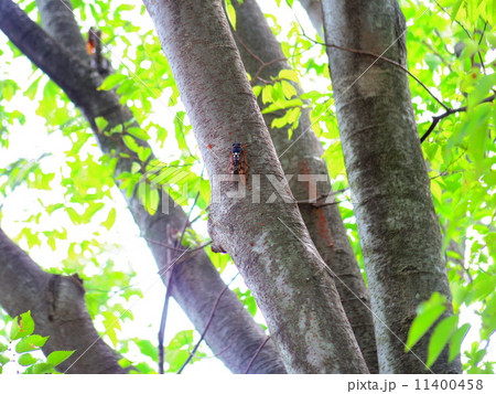 孤軍奮闘 11400458