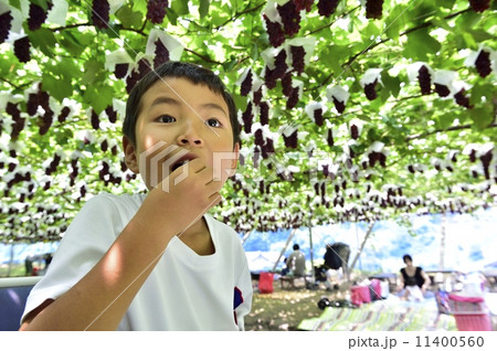 ぶどう狩り 11400560