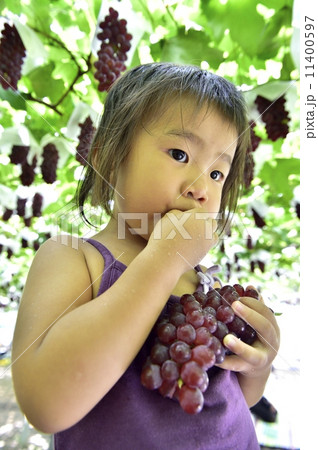 ぶどう狩り 11400597
